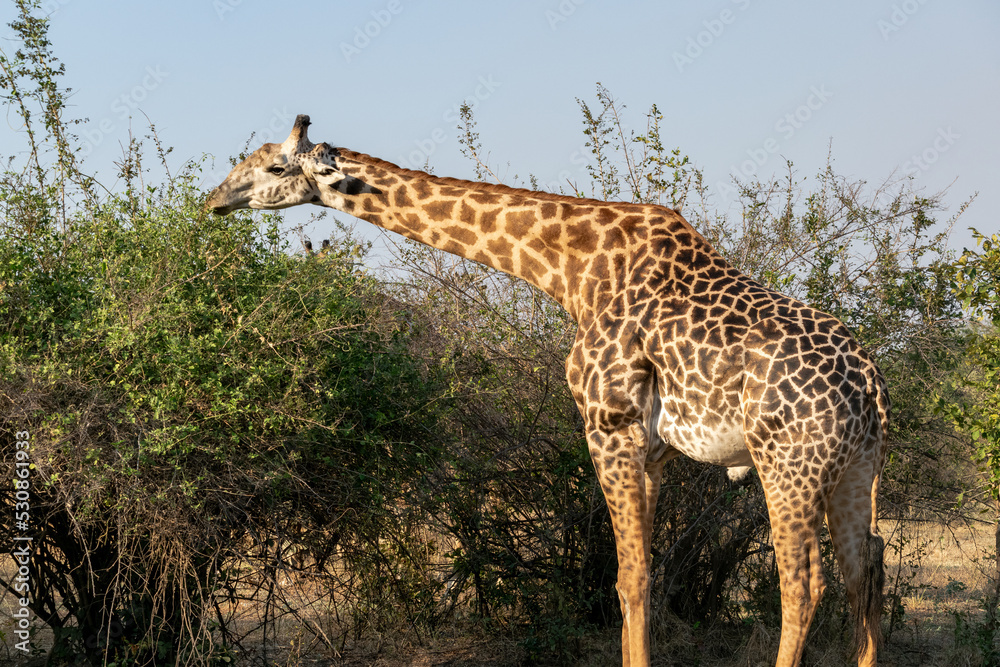 Obraz premium Close-up of a huge giraffe eating in the bush