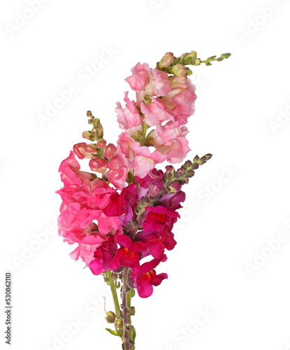 Several stems with pink, red, purple and yellow flowers of snapdragons (Antirrhinum majus) isolated