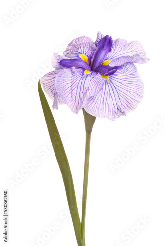 Purple, yellow and white flower of a Japanese iris cultivar (Iris ensata) on a single stem with one leaf isolated