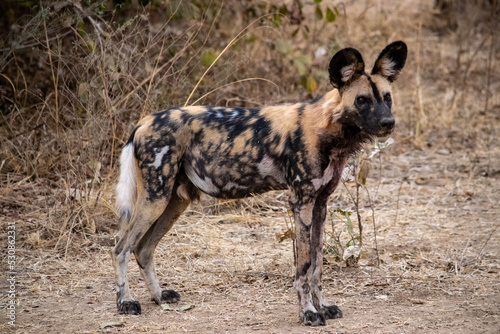 Close-up of a beautiful wild dog in the savannah