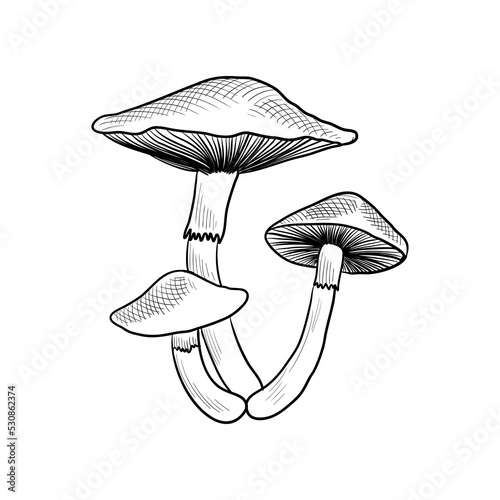 vector drawing psilocybin mushroom