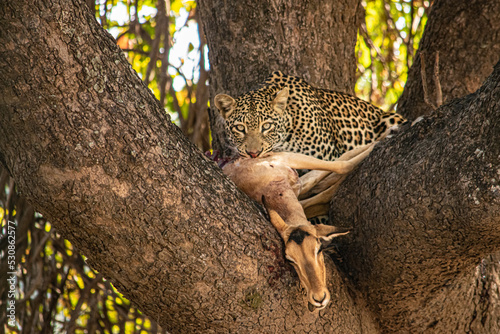 Close-up of a leopard eating an impala on a tree photo