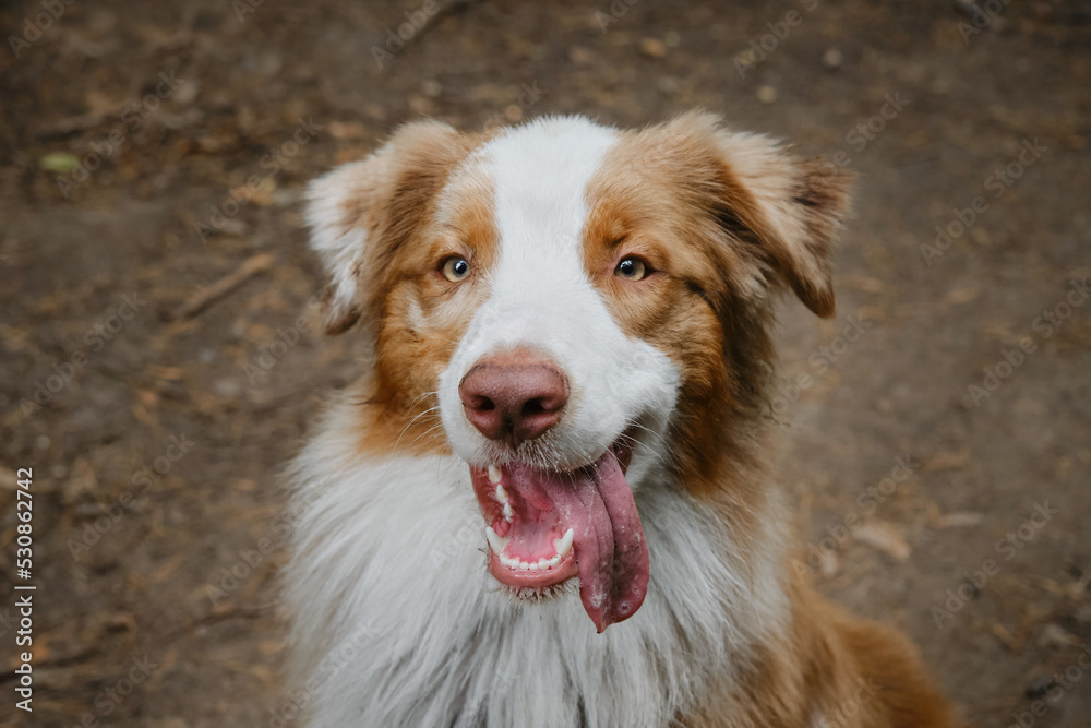 Cheerful face of pet outside in summer. Beautiful young brown happy Australian Shepherd with tongue hanging out portrait close up. View from above. Aussie red merle. Dog begs for food.