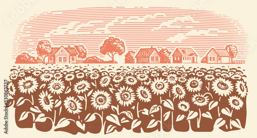 Sunflower in village sketch. Farm landscape