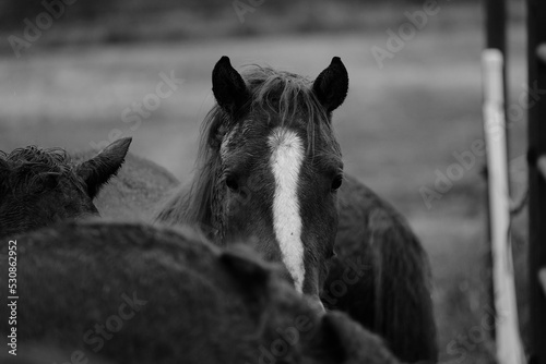 Fototapeta Naklejka Na Ścianę i Meble -  Young horse with horses as herd in black and white.