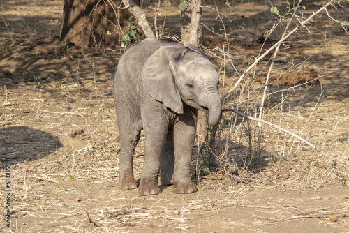 Amazing close up of an elephant cub on the sandy banks of an African river