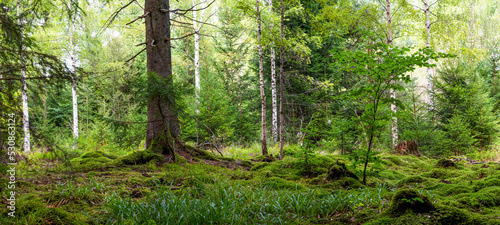 Фотография Panoramic wallpaper background of forest (Black Forest) Landscape panorama - Mix