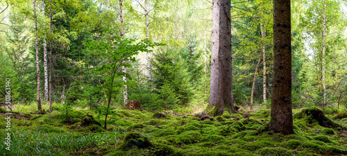 Fototapeta Naklejka Na Ścianę i Meble -  Panoramic wallpaper background of forest (Black Forest) Landscape panorama - Mixed forest with birch, beech and fir trees, lush green moss and grass