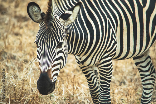 Close-up of a wonderful zebra eating in the savanna