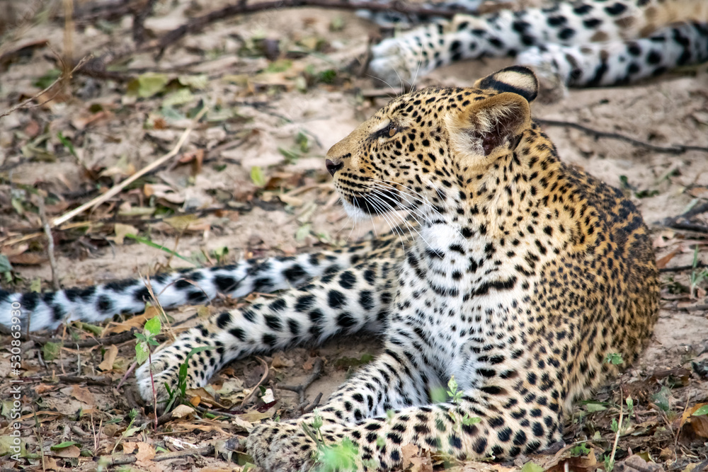 Close-up of a leopard resting in the bush after eating Close-up of a leopard resting in the bush after eating