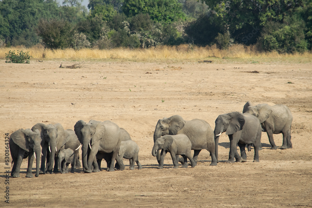 Amazing close up of a elephants family with cubs on the sandy banks of an African river Amazing close up of a elephants family with cubs on the sandy banks of an African river