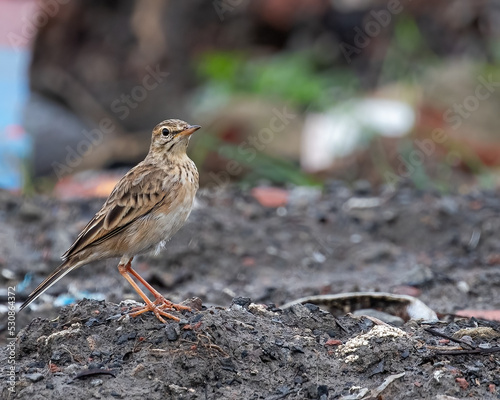 A Portrait of a Field Pipit