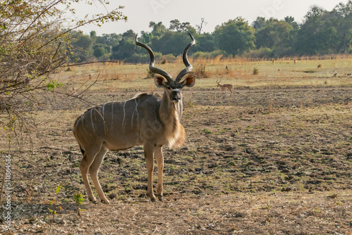 Amazing close up of huge male kudu moving on the sandy banks of an African river