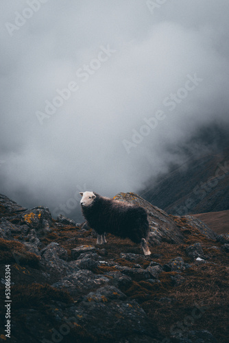 Sheep in the Mountains