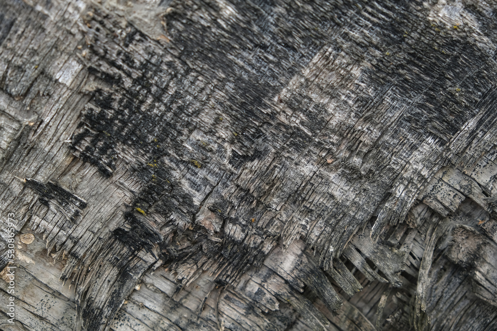 Fototapeta premium The texture of old plywood. The background is made of an old tree with moss. Top view of time-damaged plywood.