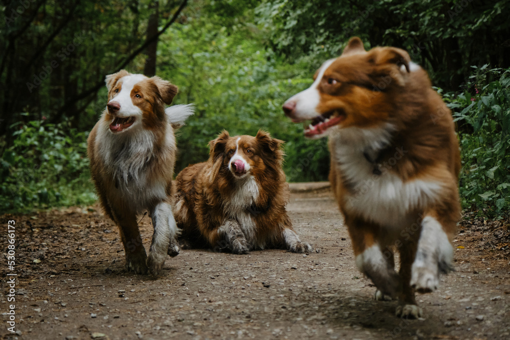 Mom dog lying and grown up puppies running forward merrily. Three Australian Shepherds walk on forest road in summer. Happy best friends aussie red tricolor and red merle together in park. Mom dog lying and grown up puppies running forward merrily. Three Australian Shepherds walk on forest road in summer. Happy best friends aussie red tricolor and red merle together in park.