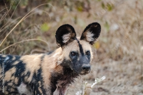 Close-up of a beautiful wild dog in the savannah