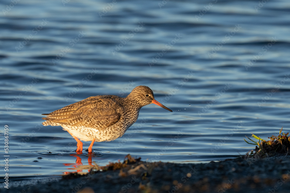 Common redshank (Tringa totanus) Common redshank (Tringa totanus)