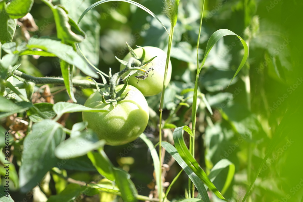 Green tomatoes growing in beds in sunny weather. Unripe vegetables on branches in vegetable garden. Concept of horticulture, agriculture and organic products.