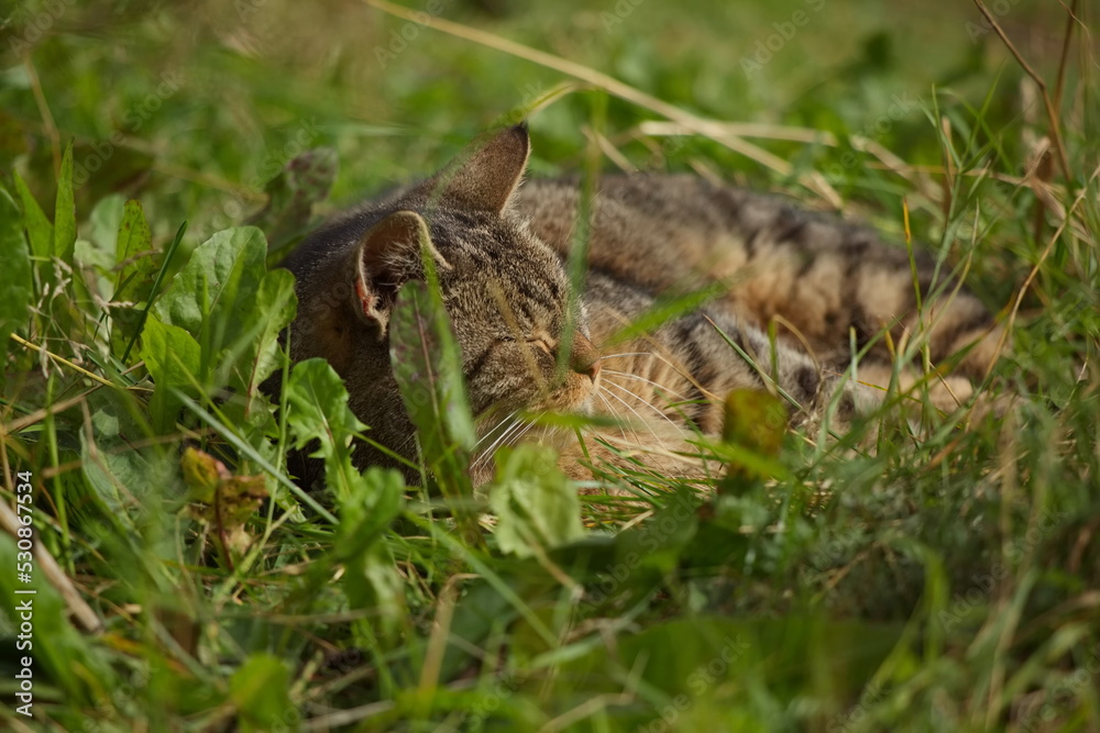 Sleeping monastery cat in the grass.