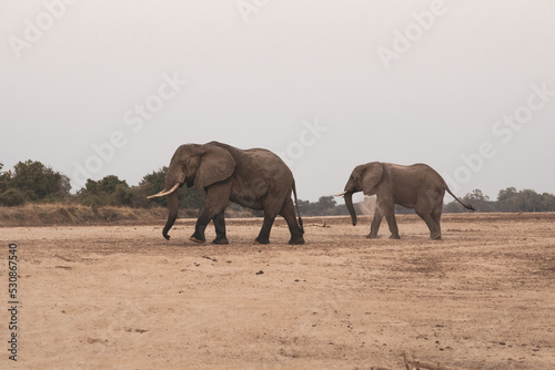 Amazing close up of huge elephants moving on the sandy banks of an African river