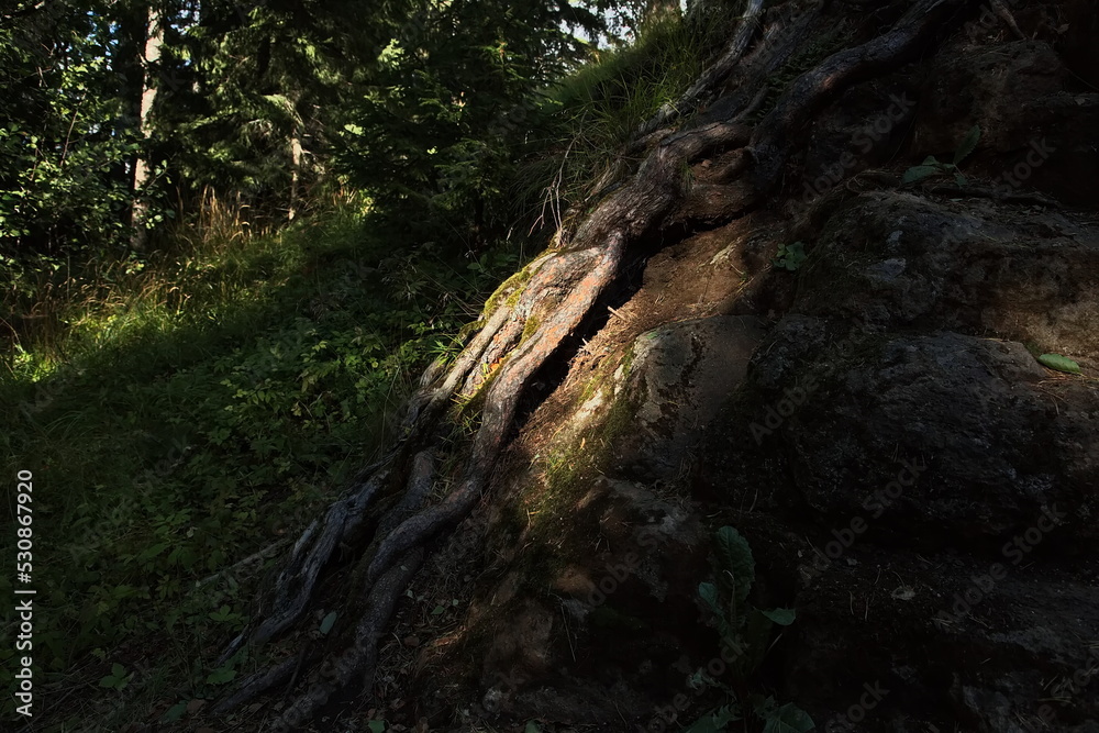 The play of sunlight in the Karelian forest. The play of sunlight in the Karelian forest.