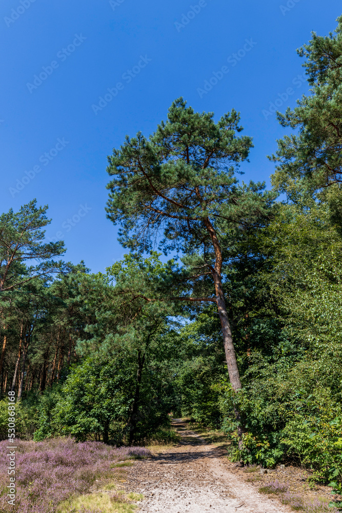 Wald in <Overijssel