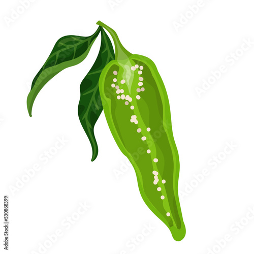 Half a pod of green chili peppers with green leaves. Cartoon vector graphics. photo