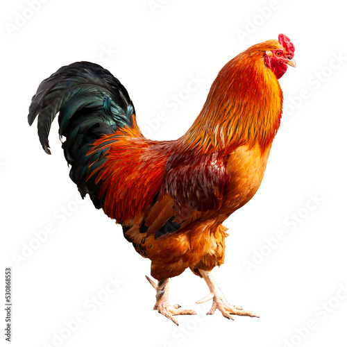 Photo Bright adult red-red rooster with a black tail