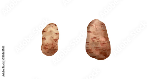 Watercolor potato illustration. Botanical illustration with potatoes collection of vegetable