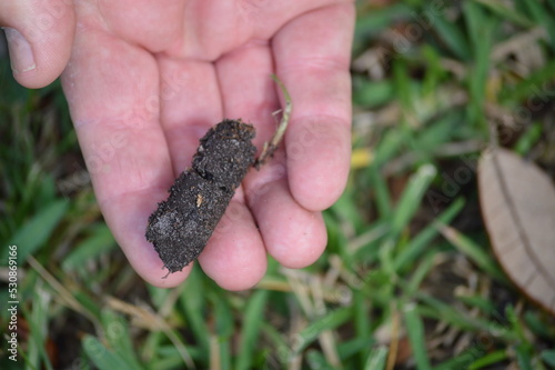 Soil plug from a lawn aerator in a man's hand