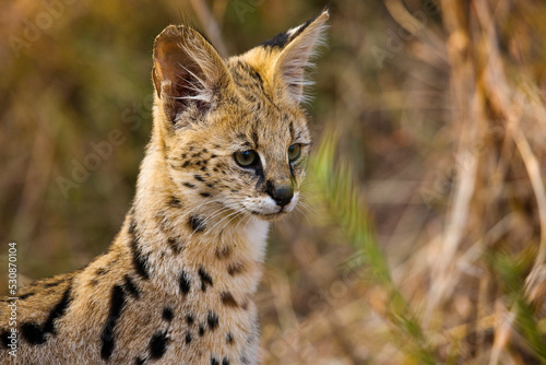 Serval {Leptailurus Serval}. Northern Tuli Game Reserve.  Botswana photo