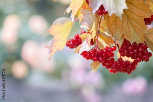 Blurred abstract natural background with red viburnum berries in the foreground and copy space.