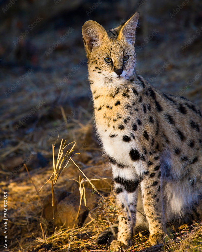 Obraz premium Serval {Leptailurus Serval}. Northern Tuli Game Reserve. Botswana