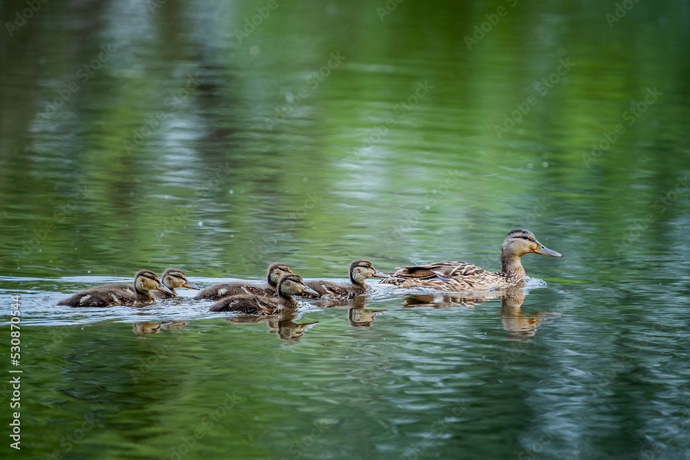 Rodzina kaczek przepływająca przez rzekę - obrazy, fototapety, plakaty 