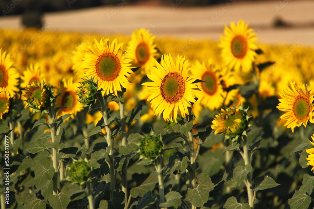 Fototapeta premium Girasol 