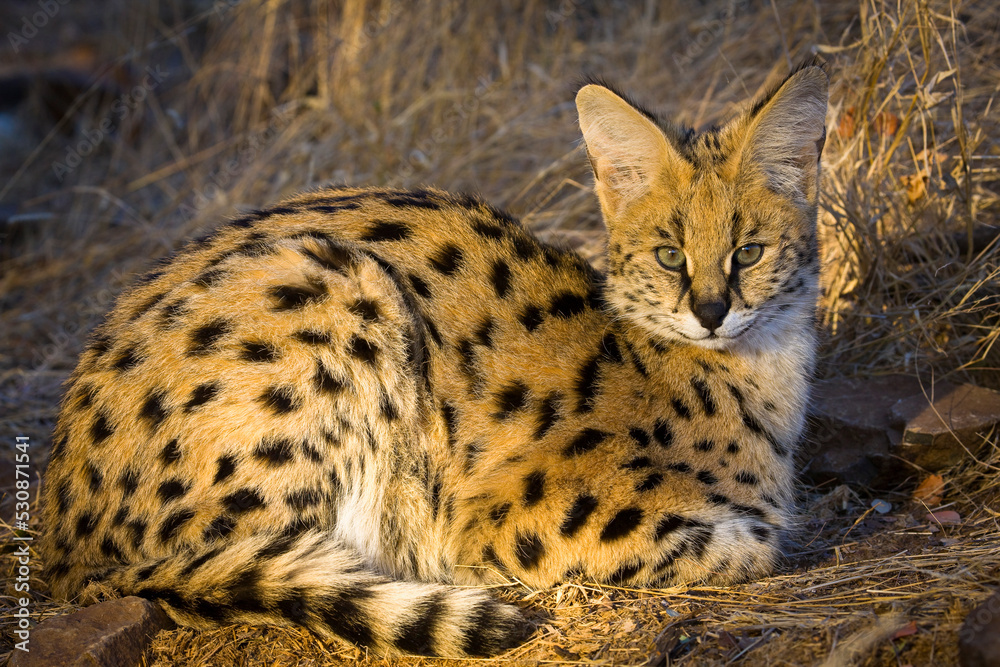 Serval {Leptailurus Serval}. Northern Tuli Game Reserve.  Botswana