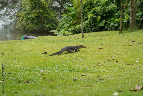 monitor lizard on the ground|Malayan water monitor lizard|马来亚圆鼻巨蜥