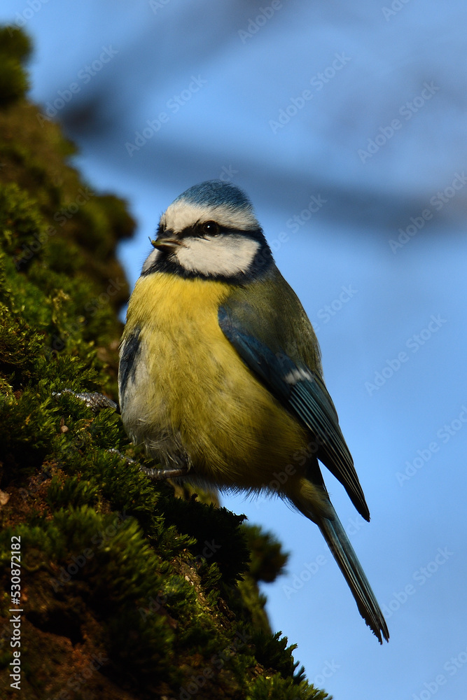 Fototapeta premium Modraszka