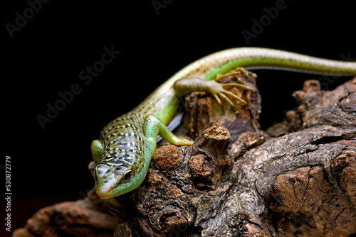 Green skink lizard on a tree branch