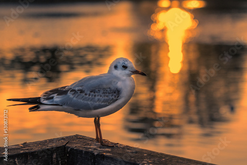 Abendrot mit Möve