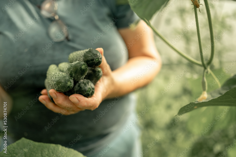 The hands of an elderly woman harvesting cucumbers in a greenhouse.