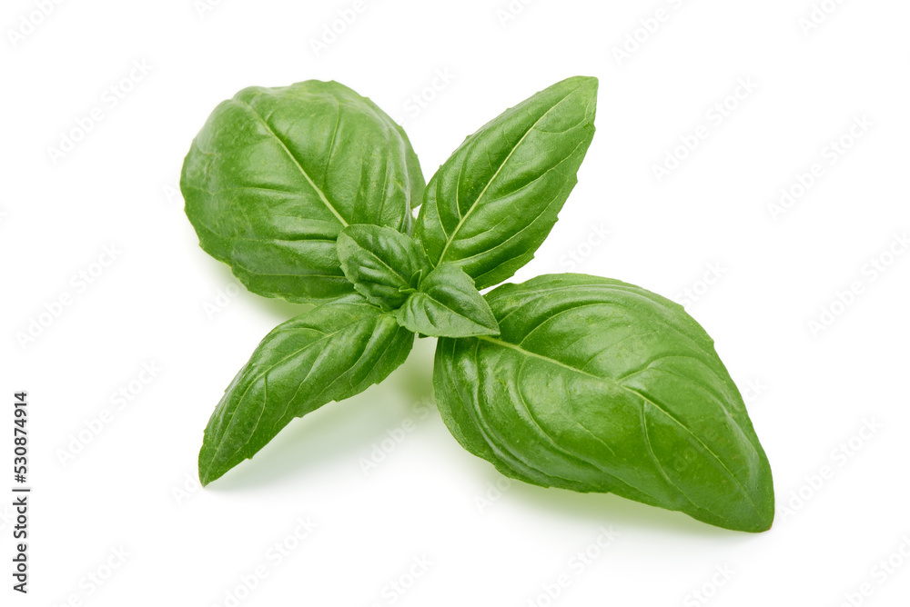 Fresh basil leaf isolated on white background, close up. Fresh basil leaf isolated on white background, close up.