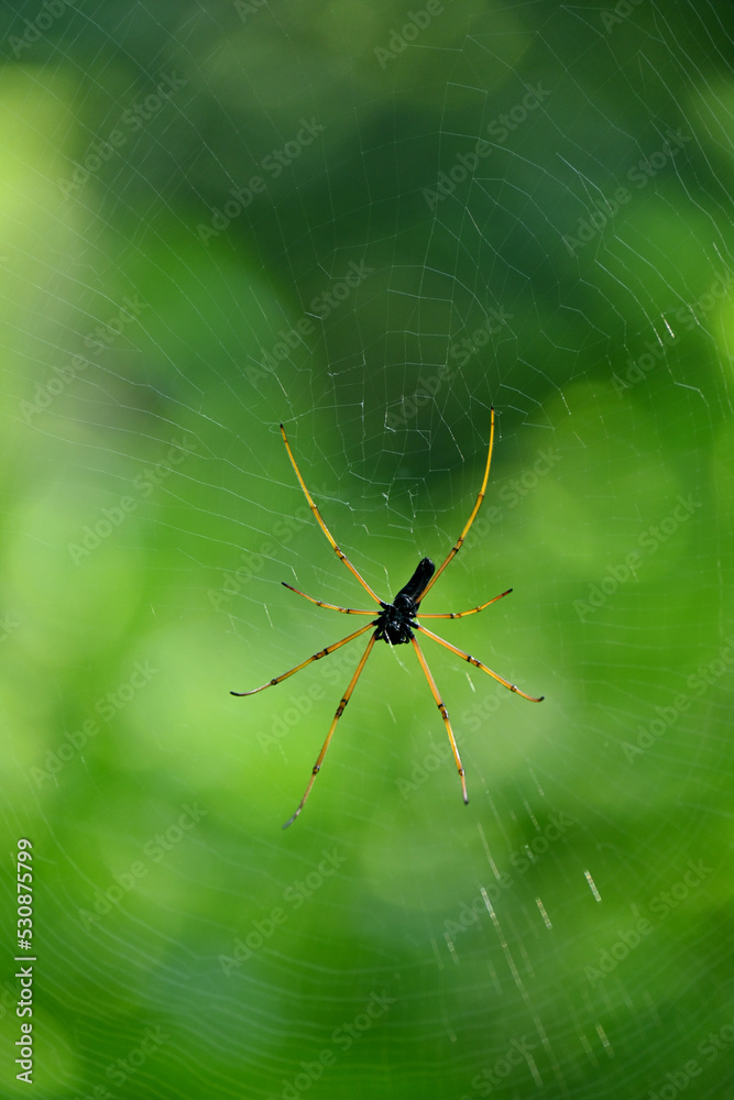 closeup the small yellow black spider insect with web holding soft focus natural green brown background. closeup the small yellow black spider insect with web holding soft focus natural green brown background.