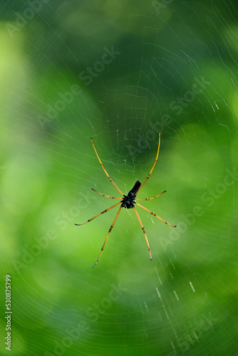 closeup the small yellow black spider insect with web holding soft focus natural green brown background.