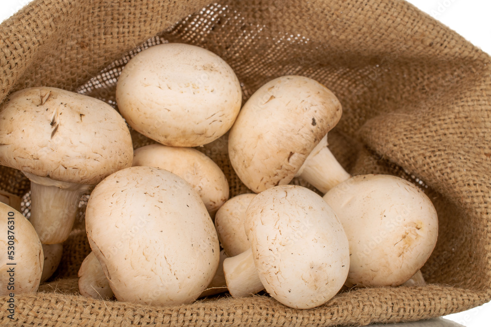 Several fresh mushrooms in a jute bag, close-up. Several fresh mushrooms in a jute bag, close-up.