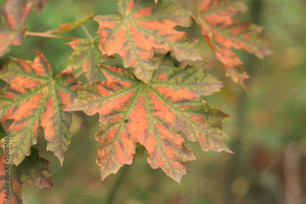 Selective focus on maple leaves in autumn forest. Leaves close-up with spots from yellowing. Nature. Change of season in the forest Selective focus on maple leaves in autumn forest. Leaves close-up with spots from yellowing. Nature. Change of season in the forest