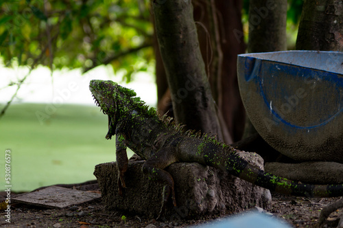 Iguana en Cartago valle del cauca colombia 