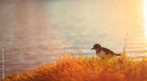 A small bird on the background of the lake at sunset.