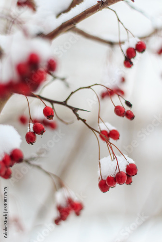 Red hawthorn berries in winter on branches with snow close-up, vertical orientation